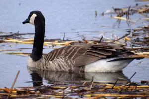 Canada Goose